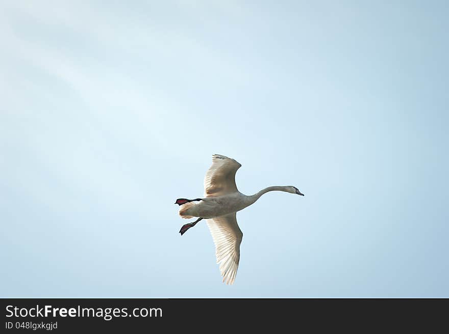 Swan flying