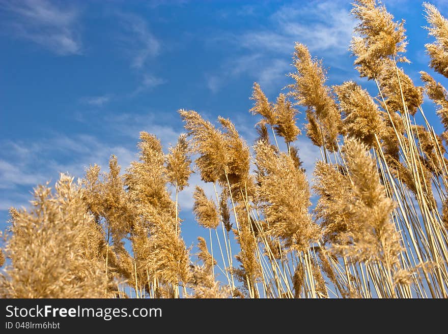 Reed grass (cane) with blue sky and clouds. Reed grass (cane) with blue sky and clouds