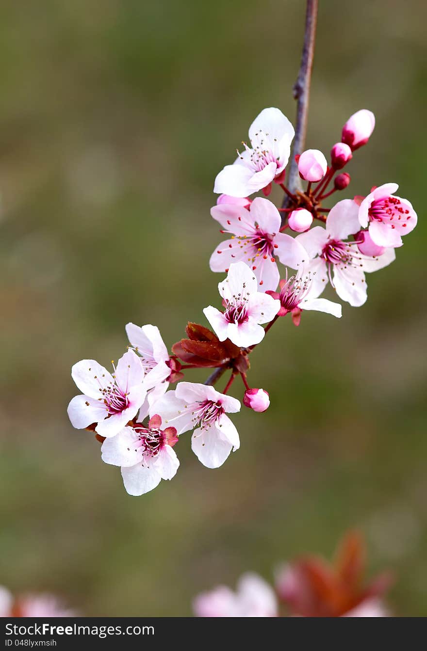 Prunus flowers