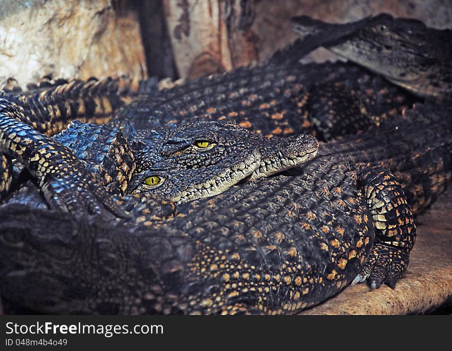 Alligators resting after a heavy meal