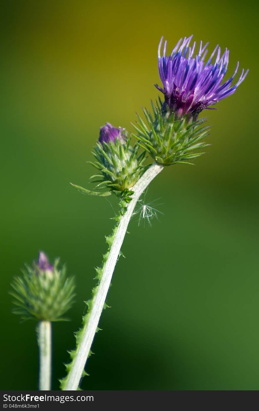 A welted thistle in front of green background in sunny day.