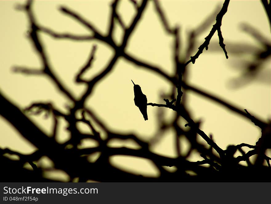 Hummingbird Silhouette in Fall Monochrome. Hummingbird Silhouette in Fall Monochrome