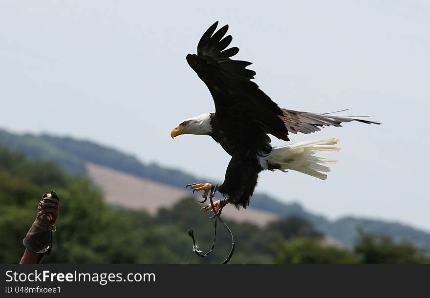 Bald Eagle