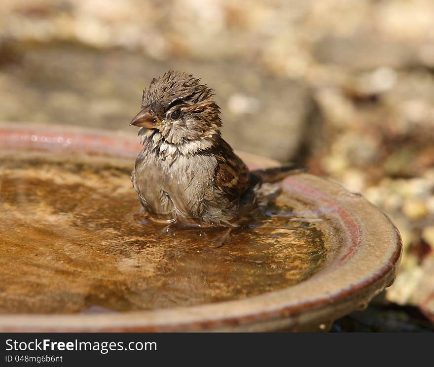 A House Sparrow taking a bath on a hot summer day