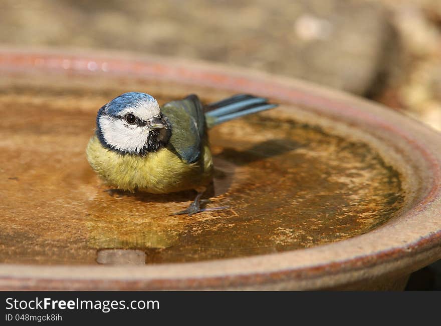 A Blue Tit taking a bath on a hot summer day