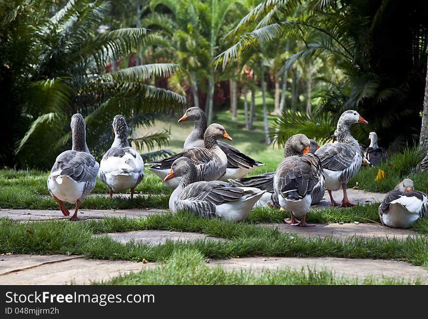 Ducks On A Green Garden