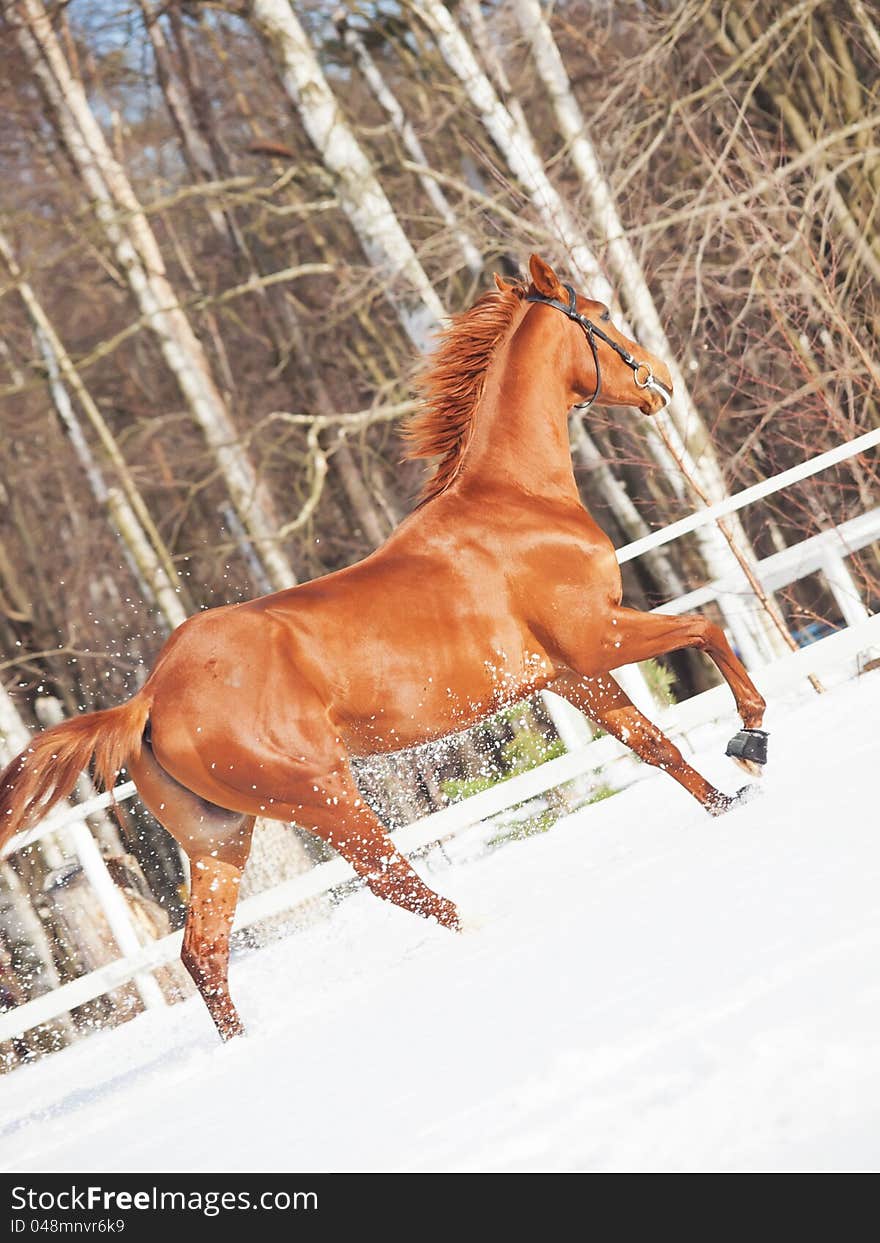 Galloping sorrel horse in snow paddock