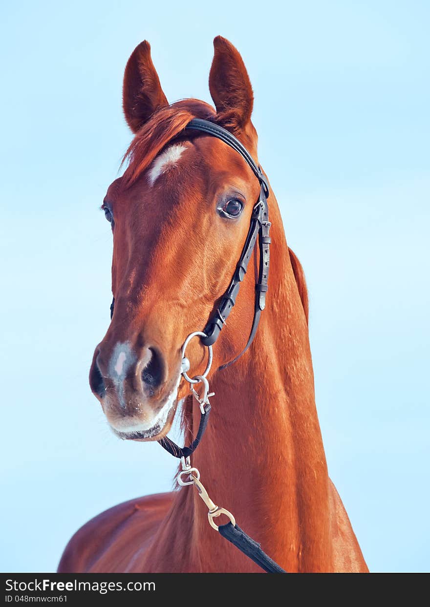 Portrait of beautiful young red  horse