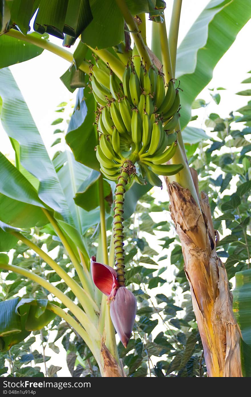 Banana plant with green leaves and a pink knob