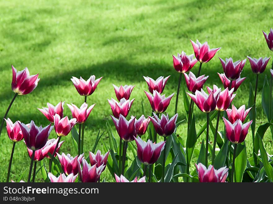 Tulips and green lawn in the park. Tulips and green lawn in the park