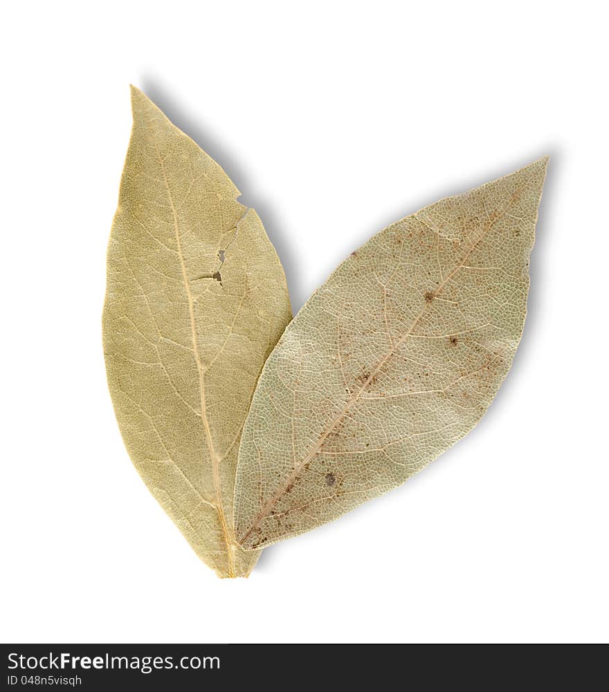 Two Bay Leaves