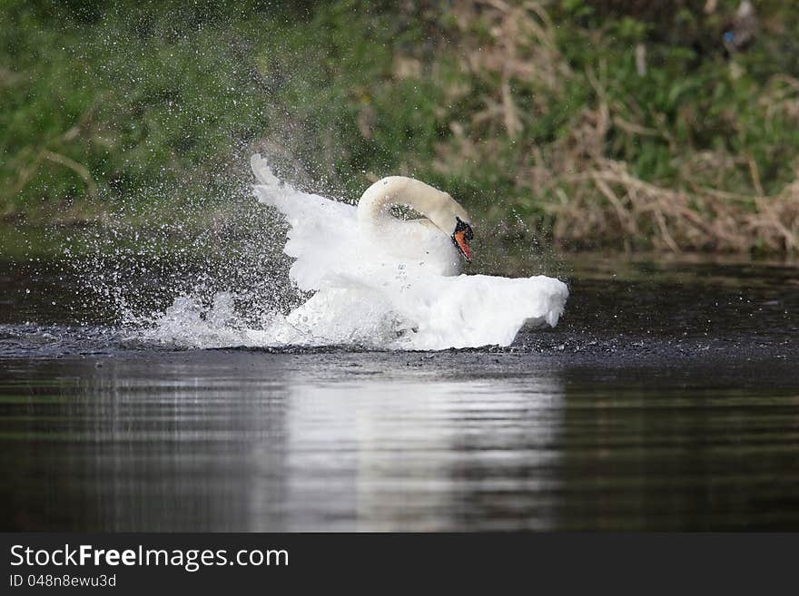 Bathing swan.