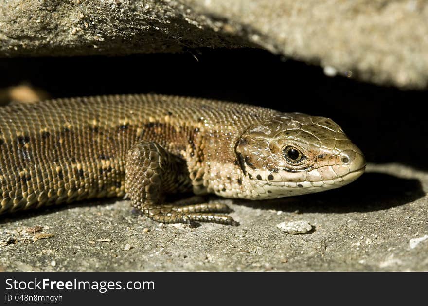 Closeup photo of hidden little lizard