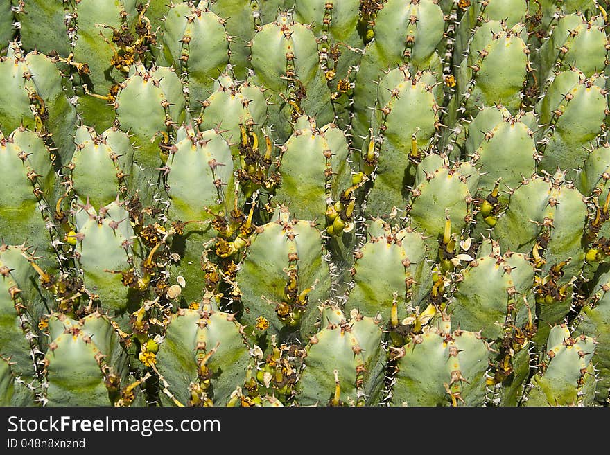 Beautiful cactus in the boticaria at Mallorca.