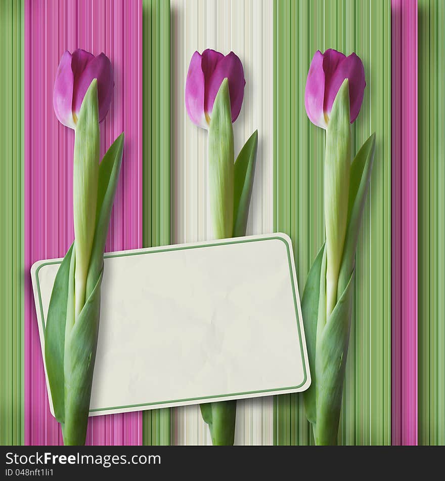 Vintage  background with card and tulips for congratulations and invitations. Vintage  background with card and tulips for congratulations and invitations