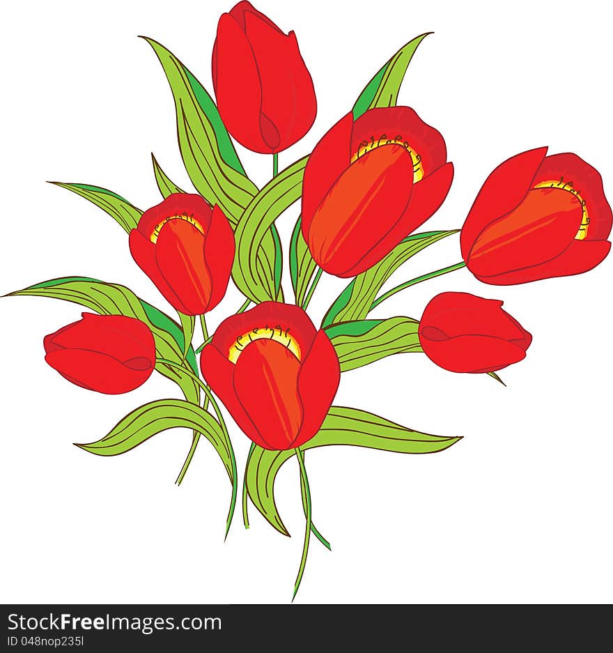 Red tulips on white background