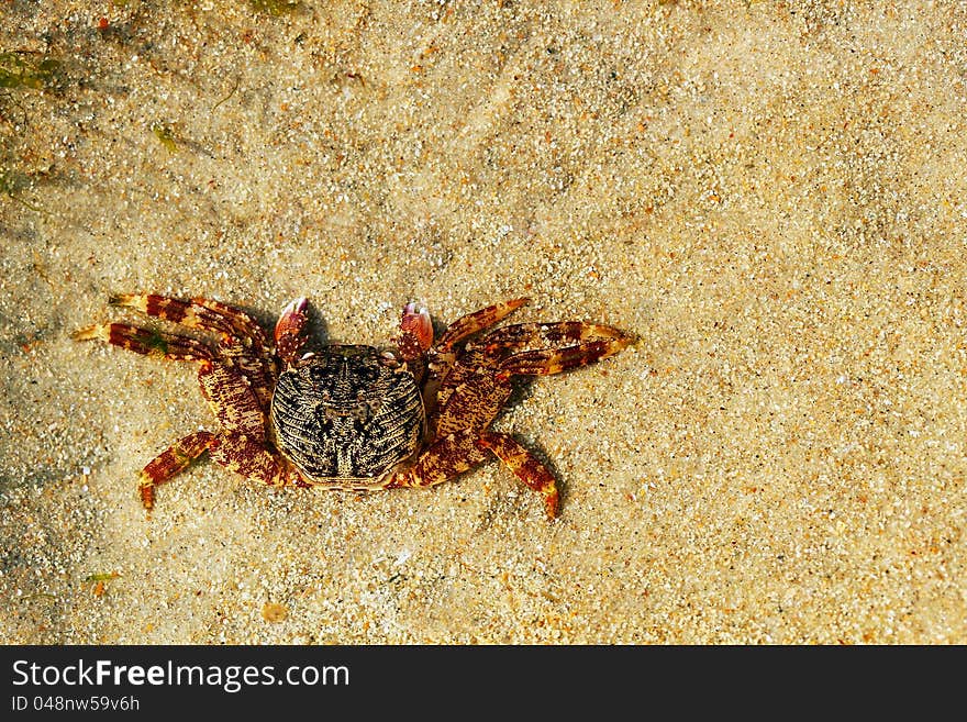 Beautiful orange colored crab resting on sand. Photo with copy space.