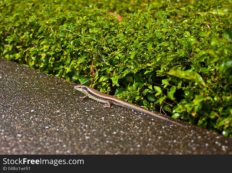 Little reptile on the green grass. Little reptile on the green grass