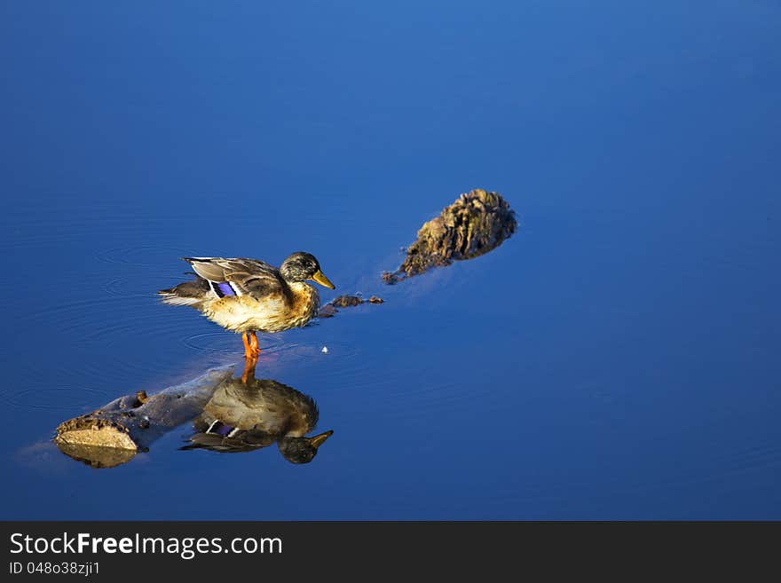 Standing duck and reflection