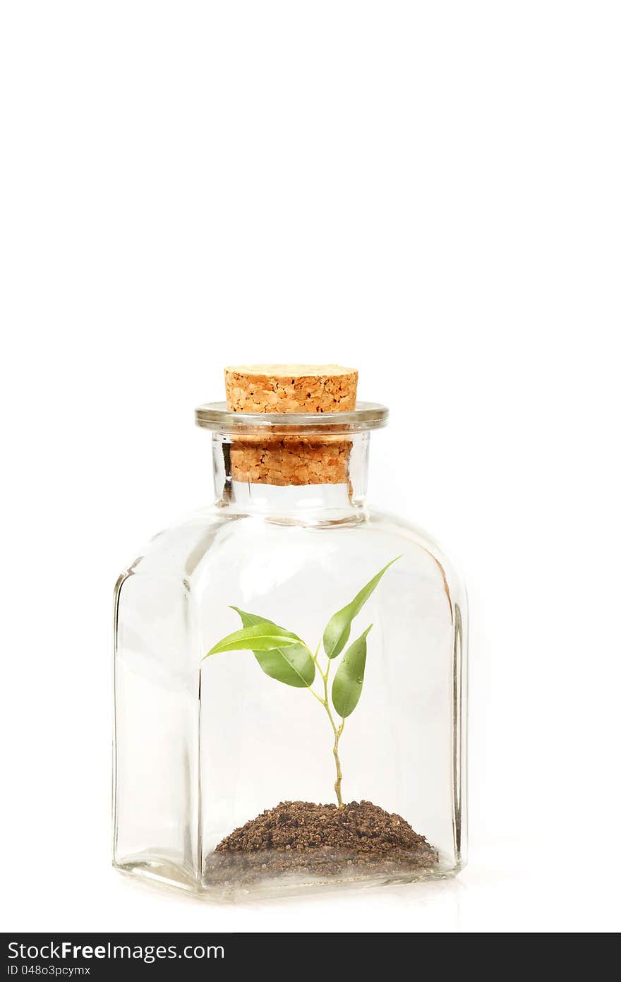 Small green plantation in transparent glass bottle on white background