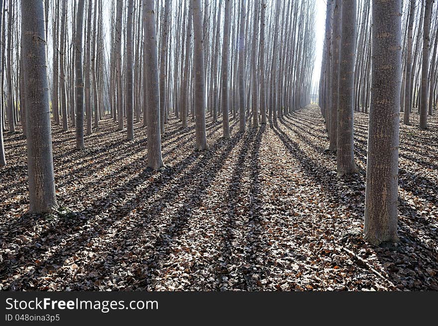 Poplar Forest in Fuente Vaqueros, Granada, Andalusia