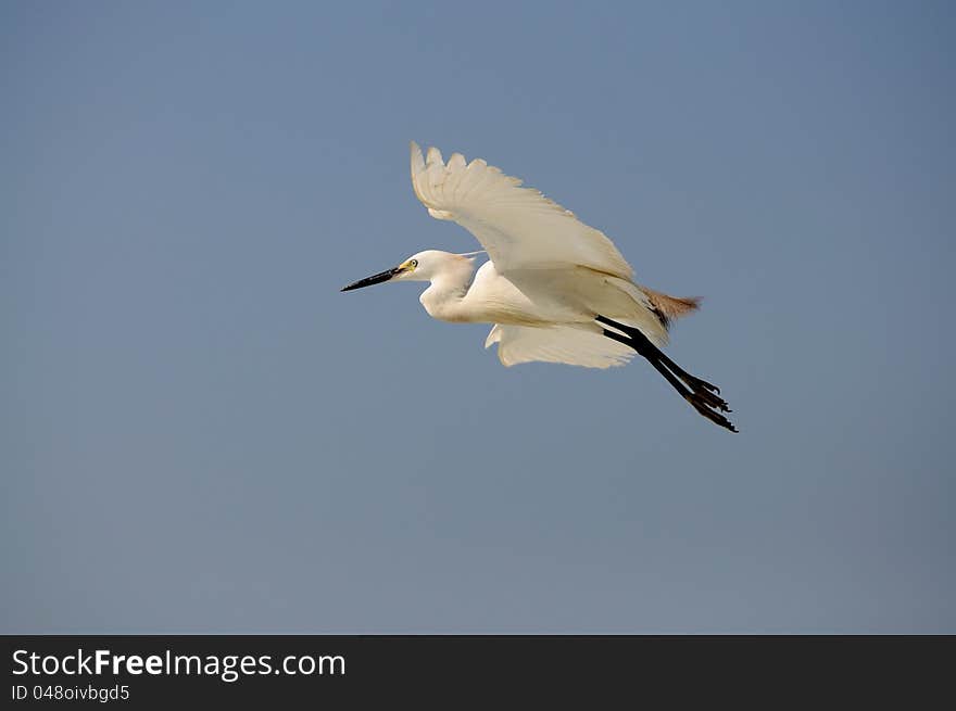 A white egret