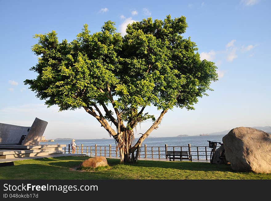 A green tree at the seaside