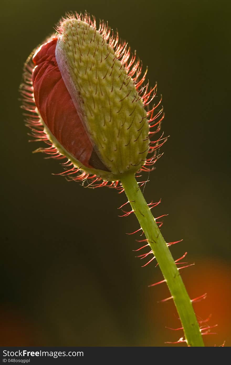 Poppy - Papaver rhoeas