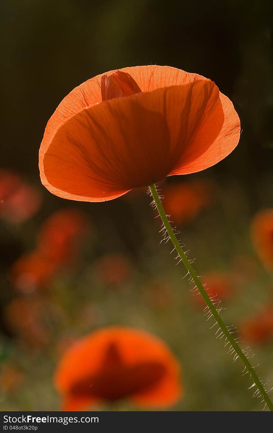 Common names: red weed, corn poppy, corn rose, field poppy, red poppy. Common names: red weed, corn poppy, corn rose, field poppy, red poppy