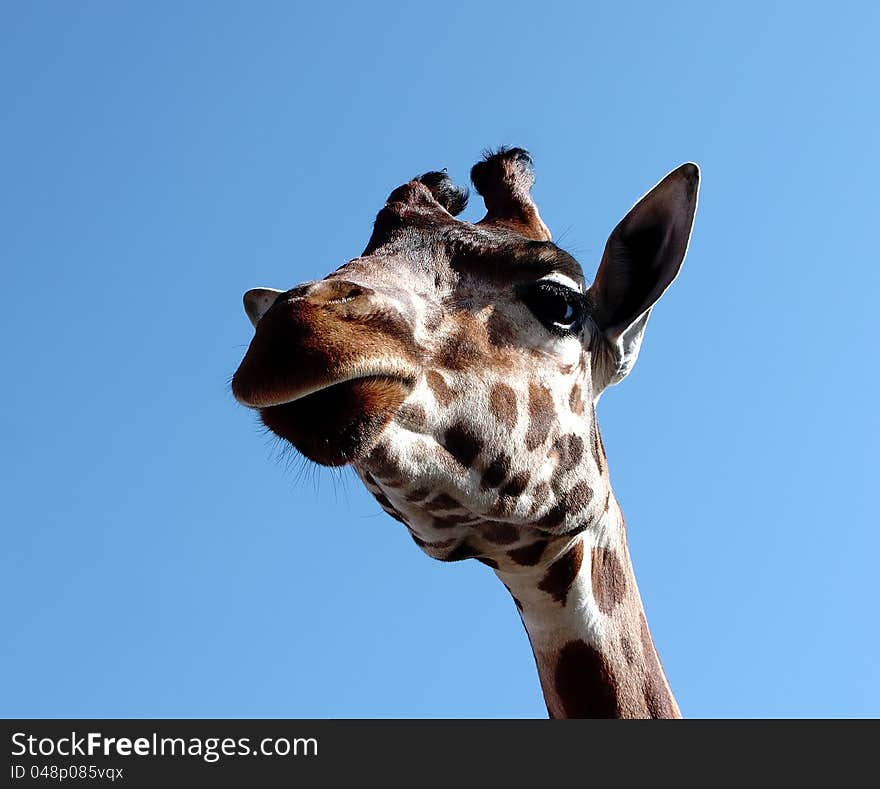 Very nice giraffe in a zoo