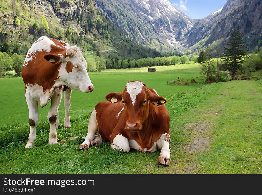 Two cows on the Alpine mountain pasture, in Austria