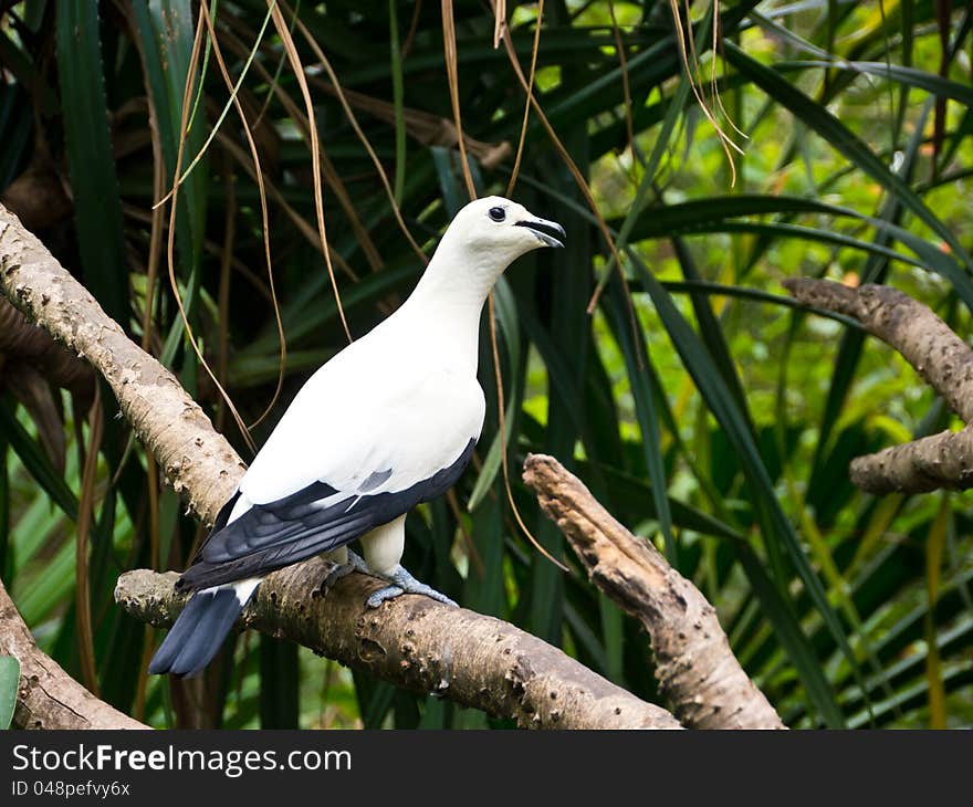 Pied imperial Pigeon perch on twig. Pied imperial Pigeon perch on twig