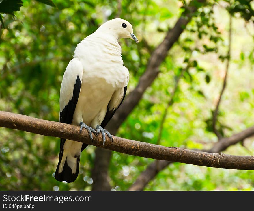 Pied imperial Pigeon perch on twig. Pied imperial Pigeon perch on twig