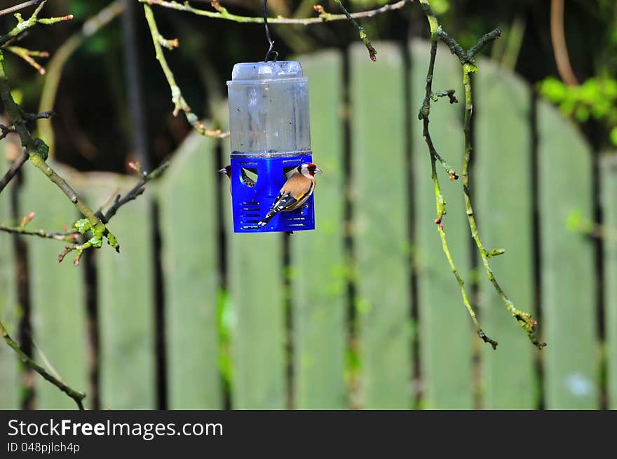 One of three Goldfinch's that have started to populate my garden, since I introduced Nyjer seed to one of my feeders.