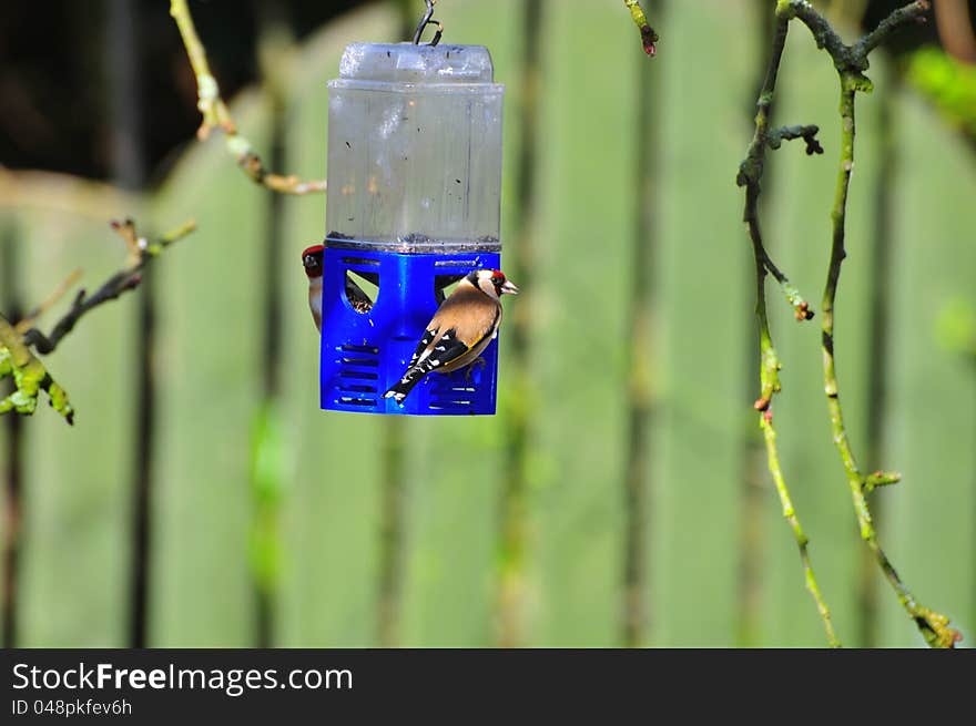 Two of the three Goldfinch's that have started to populate my garden, since I introduced Nyjer seed to one of my feeders. Two of the three Goldfinch's that have started to populate my garden, since I introduced Nyjer seed to one of my feeders.