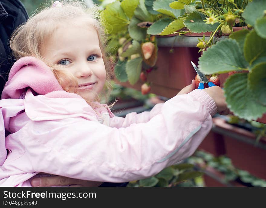 Cheerful girl cut the strawberries from the plan