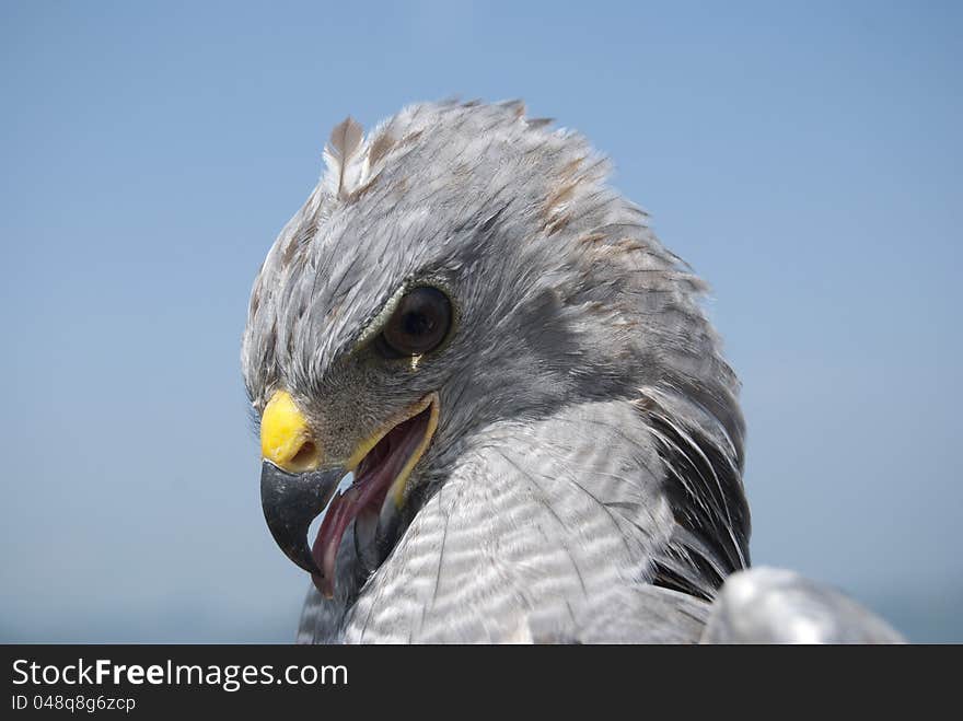 Grey Hawk Portrait