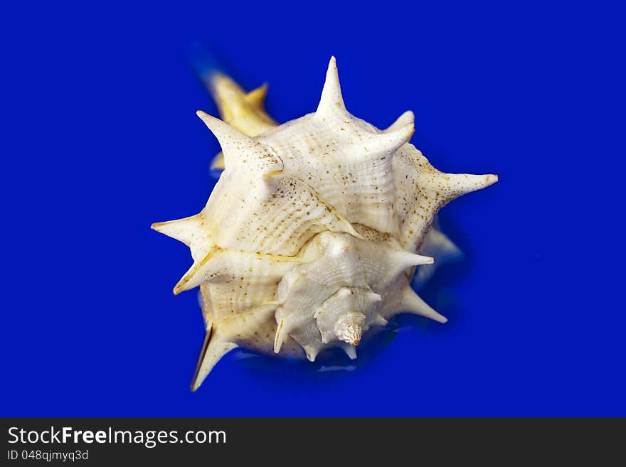 Shell on dark blue background