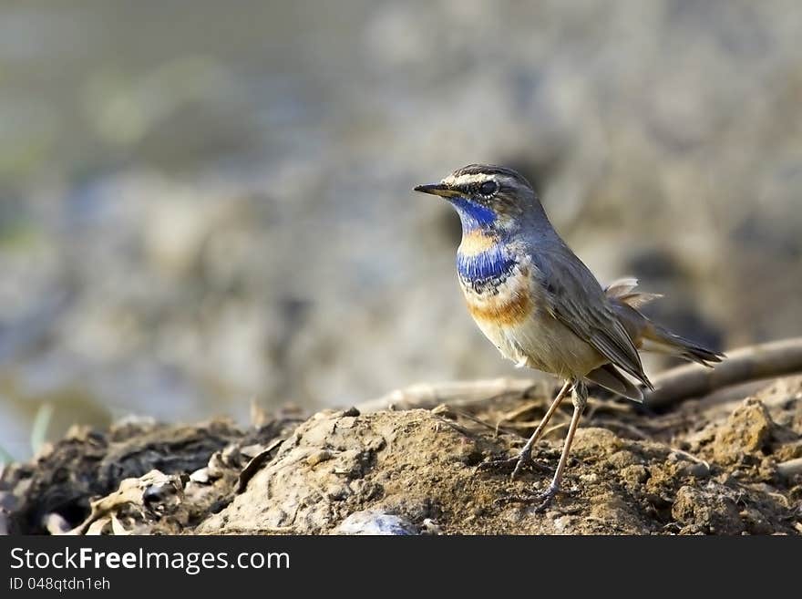 Close up of a  Bluethroat in its perch at Mangalajodi wetlands in Chilika lake. Close up of a  Bluethroat in its perch at Mangalajodi wetlands in Chilika lake