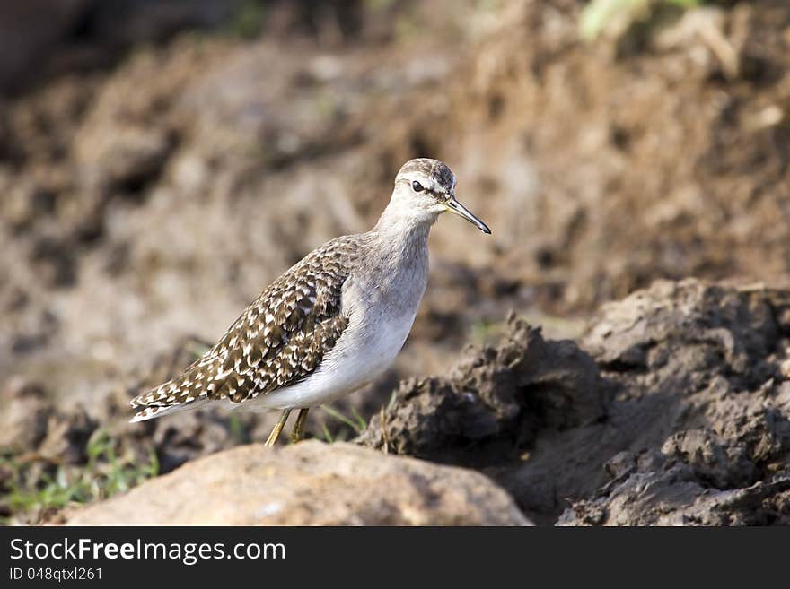 Portrait Of A Wood Sandpiper