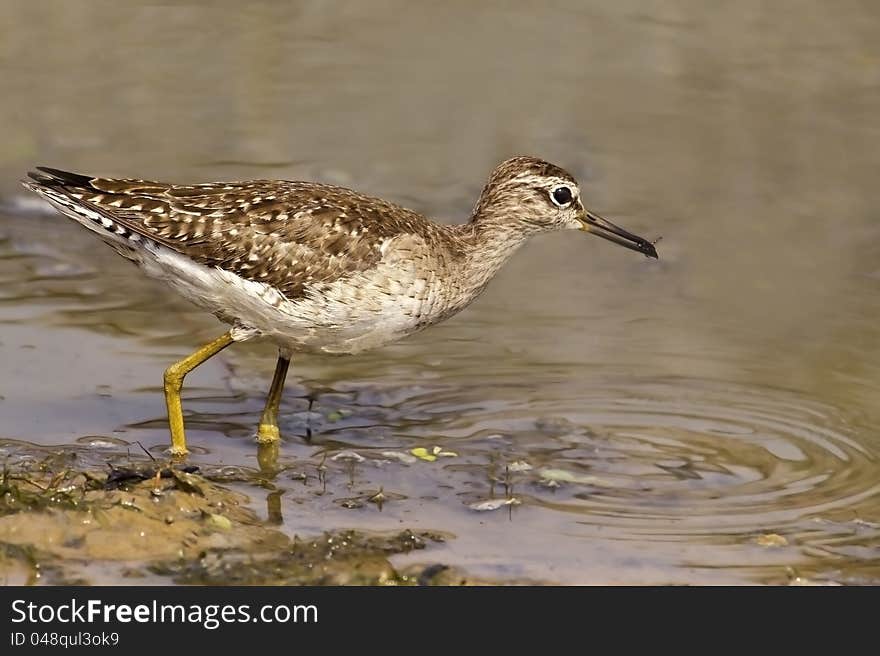 Portrait of a Wood Sandpiper