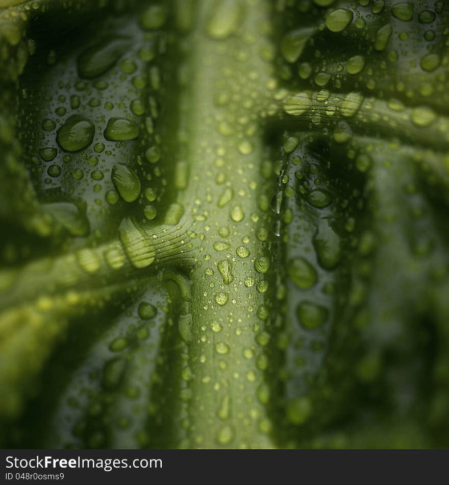 Detail of  Monstera deleciosa leaf in the rain. Detail of  Monstera deleciosa leaf in the rain