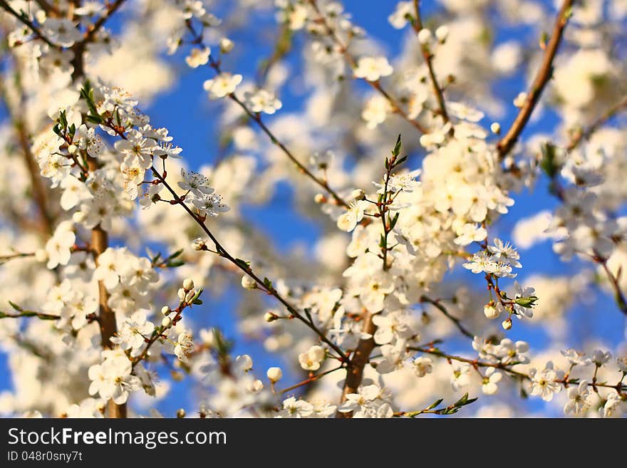 Blooming tree as background