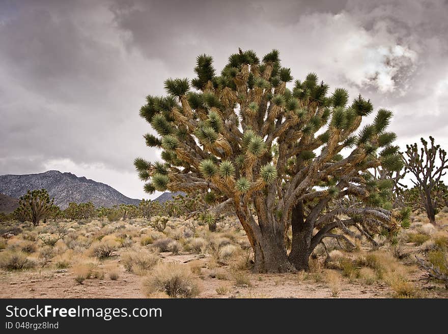 Joshua Trees And Stormy Sky