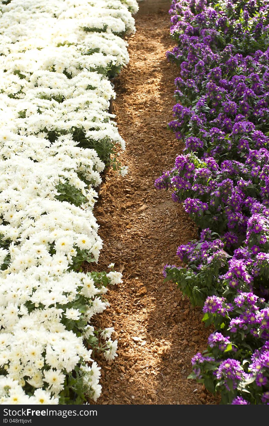 Violet orange white and pink flower in the farm. Violet orange white and pink flower in the farm.