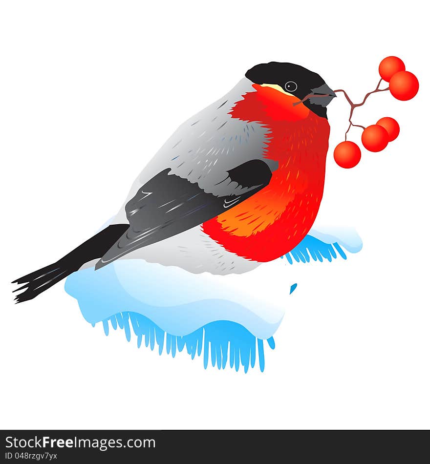 Vector illustration of a bird bullfinch