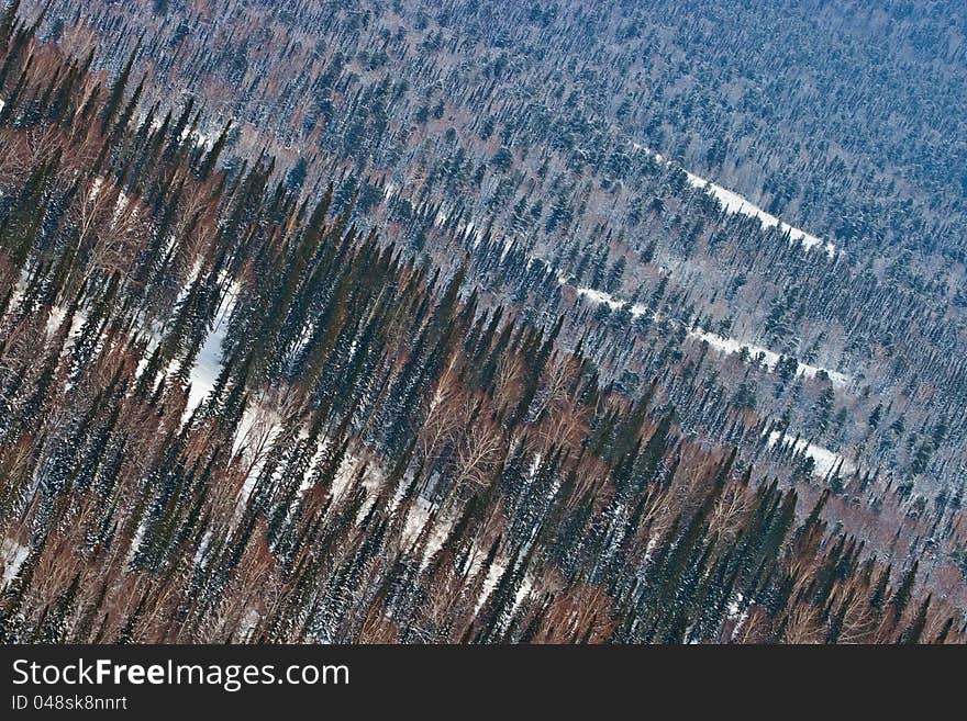 Aerial View On The Forest