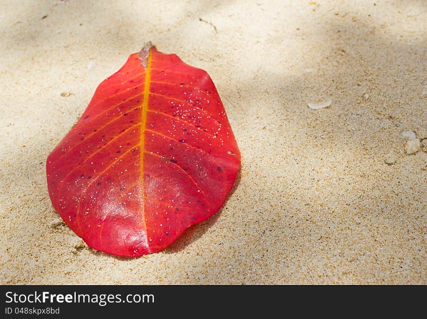 Red leaf on the beach. Red leaf on the beach