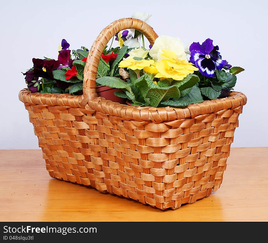 Spring flowers in old wooden basket