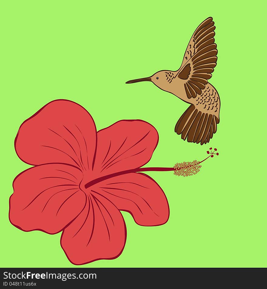 Hummingbird And Hibiscus Flower